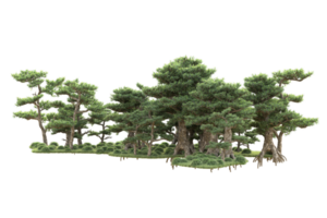 tropisk skog isolerat på transparent bakgrund. 3d tolkning - illustration png