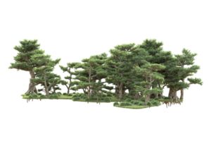 tropisk skog isolerat på transparent bakgrund. 3d tolkning - illustration png