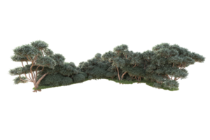 Tropical forest isolated on transparent background. 3d rendering - illustration png