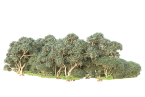 Tropical forest isolated on transparent background. 3d rendering - illustration png