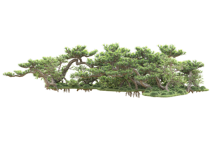 tropical forêt isolé sur transparent Contexte. 3d le rendu - illustration png