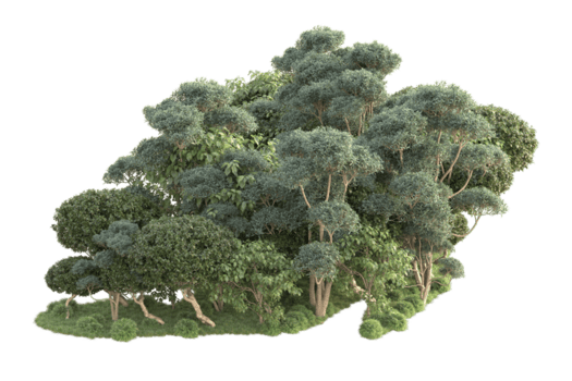 tropisk skog isolerat på transparent bakgrund. 3d tolkning - illustration png