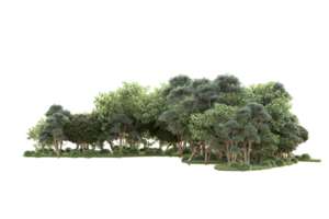 Tropical forest isolated on transparent background. 3d rendering - illustration png