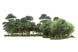 tropisch Wald isoliert auf transparent Hintergrund. 3d Rendern - - Illustration png