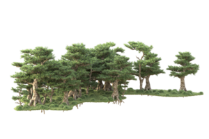 tropical forêt isolé sur transparent Contexte. 3d le rendu - illustration png