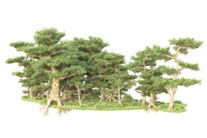 tropisch Wald isoliert auf transparent Hintergrund. 3d Rendern - - Illustration png