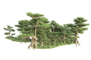 tropical forêt isolé sur transparent Contexte. 3d le rendu - illustration png