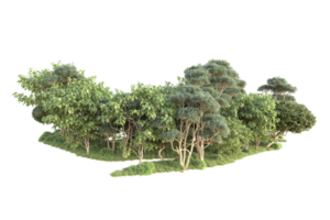 Tropical forest isolated on transparent background. 3d rendering - illustration png