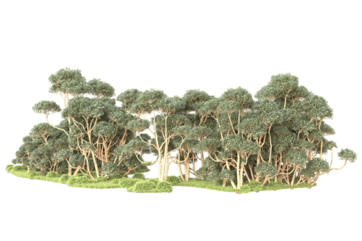 tropisk skog isolerat på transparent bakgrund. 3d tolkning - illustration png