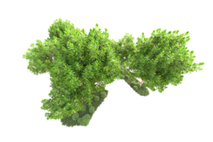 tropical forêt isolé sur transparent Contexte. 3d le rendu - illustration png