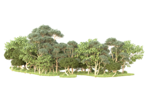 tropisk skog isolerat på transparent bakgrund. 3d tolkning - illustration png