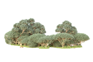 tropisch Wald isoliert auf transparent Hintergrund. 3d Rendern - - Illustration png