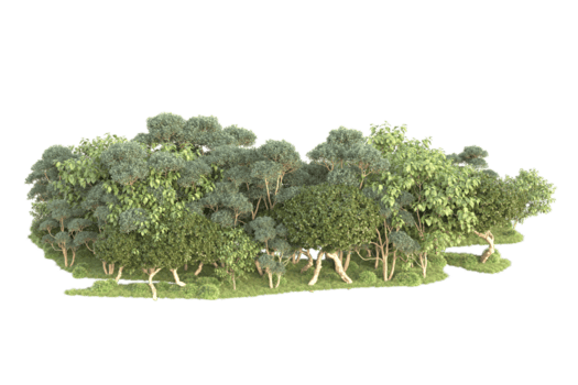 tropisk skog isolerat på transparent bakgrund. 3d tolkning - illustration png