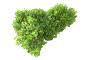 tropisch Wald isoliert auf transparent Hintergrund. 3d Rendern - - Illustration png