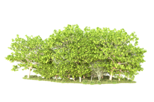 Tropical forest isolated on transparent background. 3d rendering - illustration png