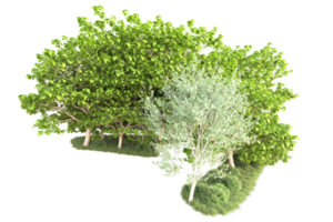 Tropical forest isolated on transparent background. 3d rendering - illustration png