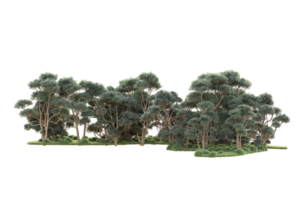 Tropical forest isolated on transparent background. 3d rendering - illustration png