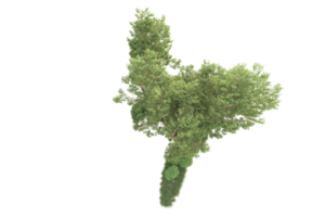 Tropical forest isolated on transparent background. 3d rendering - illustration png