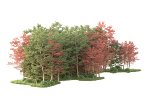 tropisch Wald isoliert auf transparent Hintergrund. 3d Rendern - - Illustration png