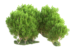 tropical forêt isolé sur transparent Contexte. 3d le rendu - illustration png