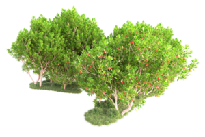 Tropical forest isolated on transparent background. 3d rendering - illustration png