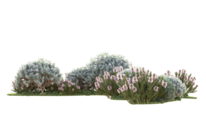 tropisk skog isolerat på transparent bakgrund. 3d tolkning - illustration png