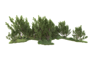 Tropical forest isolated on transparent background. 3d rendering - illustration png