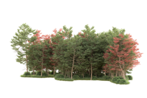 Tropical forest isolated on transparent background. 3d rendering - illustration png