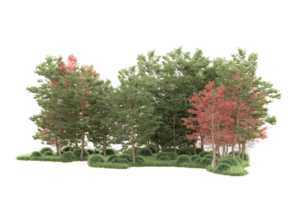 Tropical forest isolated on transparent background. 3d rendering - illustration png