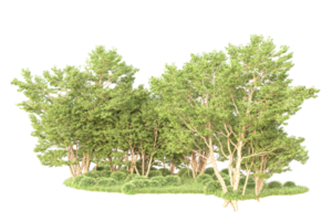 Tropical forest isolated on transparent background. 3d rendering - illustration png