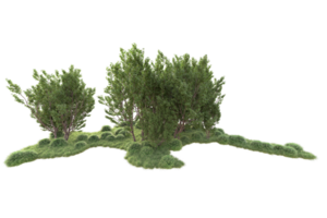 Tropical forest isolated on transparent background. 3d rendering - illustration png