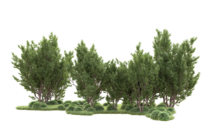 Tropical forest isolated on transparent background. 3d rendering - illustration png