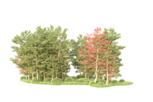 tropisch Wald isoliert auf transparent Hintergrund. 3d Rendern - - Illustration png