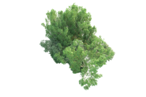 tropical forêt isolé sur transparent Contexte. 3d le rendu - illustration png