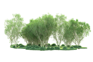 Tropical forest isolated on transparent background. 3d rendering - illustration png
