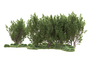 Tropical forest isolated on transparent background. 3d rendering - illustration png