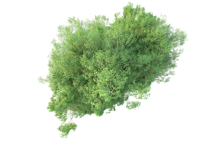 tropisch Wald isoliert auf transparent Hintergrund. 3d Rendern - - Illustration png