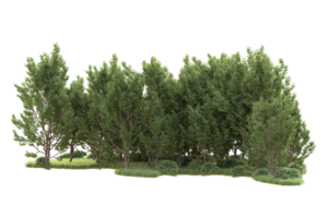 tropisch Wald isoliert auf transparent Hintergrund. 3d Rendern - - Illustration png