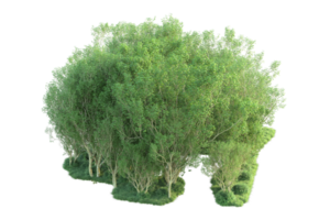 tropical forêt isolé sur transparent Contexte. 3d le rendu - illustration png