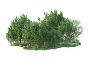Tropical forest isolated on transparent background. 3d rendering - illustration png