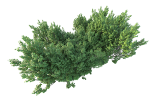 Tropical forest isolated on transparent background. 3d rendering - illustration png