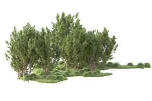 Tropical forest isolated on transparent background. 3d rendering - illustration png