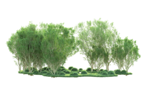 Tropical forest isolated on transparent background. 3d rendering - illustration png