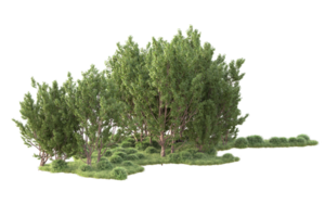 Tropical forest isolated on transparent background. 3d rendering - illustration png