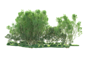 Tropical forest isolated on transparent background. 3d rendering - illustration png