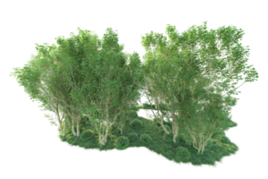 Tropical forest isolated on transparent background. 3d rendering - illustration png