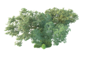 Tropical forest isolated on transparent background. 3d rendering - illustration png