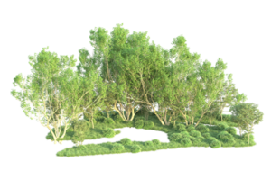 Tropical forest isolated on transparent background. 3d rendering - illustration png