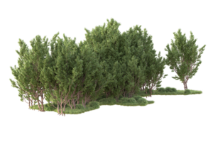 Tropical forest isolated on transparent background. 3d rendering - illustration png
