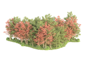 tropisch Wald isoliert auf transparent Hintergrund. 3d Rendern - - Illustration png